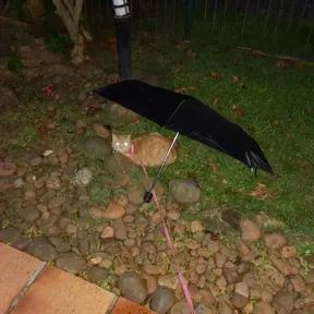 web radio Umbrella Cat