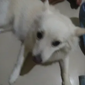 Rockey annan