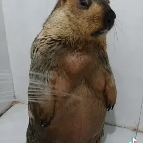ElTypi