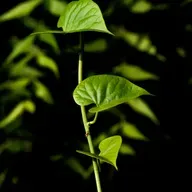 Las tres caras de la fotosíntesis: lo que ocurre dentro de las plantas cuando no las miramos