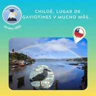 Ojo de Águila Cap 86- Chiloé, lugar de gaviotines y mucho más...