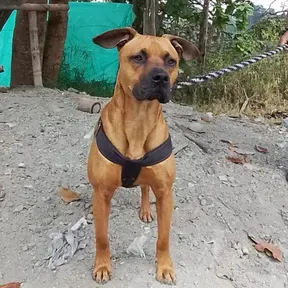 Tyson09