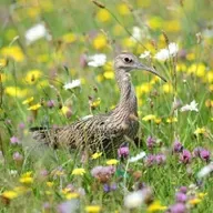 Joe Folan, Feirmeoir