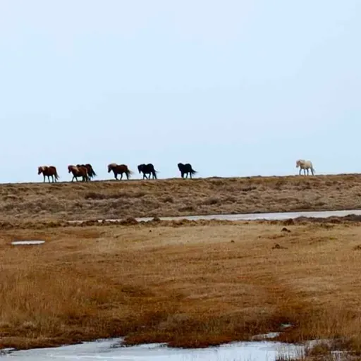267 - Jeg er ingen hest...