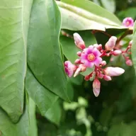 Estação Espírita 60