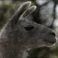 e541 — Invisible Llamas