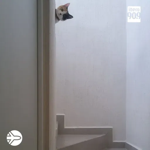 Modo Avión #193