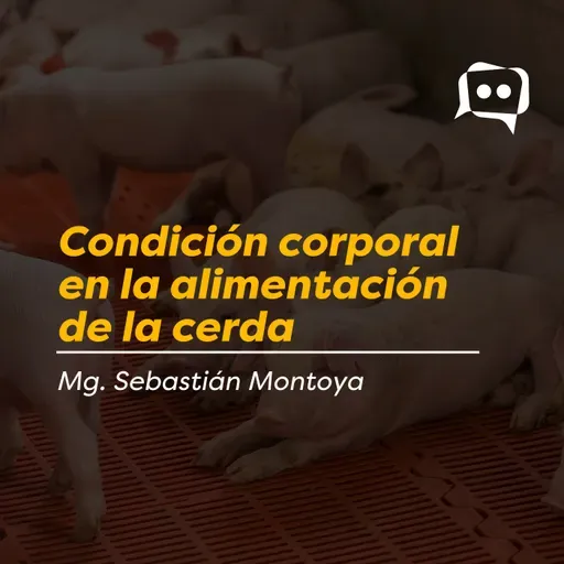 Condición corporal en la alimentación de la cerda