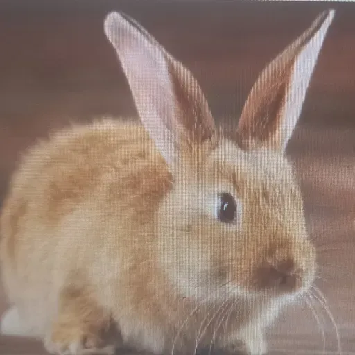 Conheça 10 curiosidades sobre o Coelho.