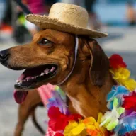 Levar ou não levar pets para blocos