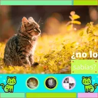 13 datos curiosos sobre los gatos