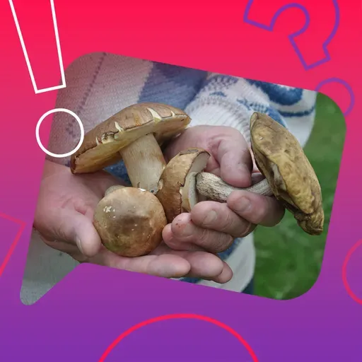 Sind Giftpilze nicht das Gefährlichste beim Pilzesammeln?