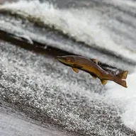 Is there a wild salmon crisis in Ireland?