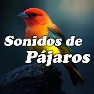 Sonidos de Pájaros para Mejorar tu Sueño y Energía