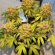 Drogas, maconha, cocaína e a sociedade atual