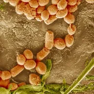 La microbiota: nuestro segundo cerebro