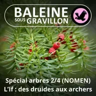 SPÉCIAL ARBRES 2/4 : L'If, des archers à la baguette de Voldemort (NOMEN)