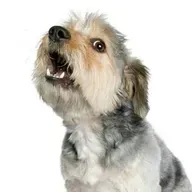 Sonido de ladrido de perro (pequeño)