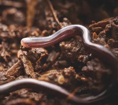 Dünyanın En Küçük Yılanı Yıllar Sonra Yeniden Görüldü