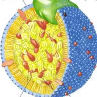 Metabolismo de ácidos grasos.