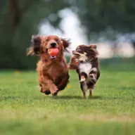 Do animals play?