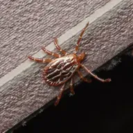 Nogle amerikanske flåter kan overleve indendørs i ugevis på gulvet, afslører studie