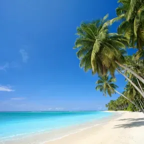 TROPICAL