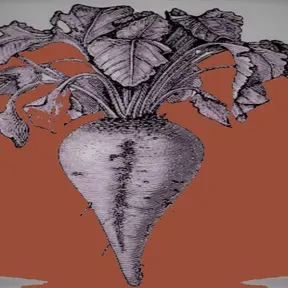 betavulgariserialz
