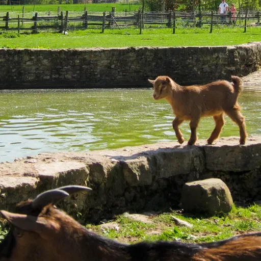 EP 322: Georgia- The Shepherd and the Child of Fortune; The King And The Apple (Wardrop)