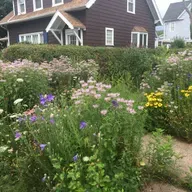 Goodbye Grass, Hello Bugs: Bringing Life Back to Our Yards