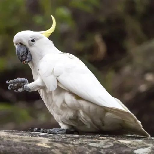 Left Foot or Right? Handedness in Birds