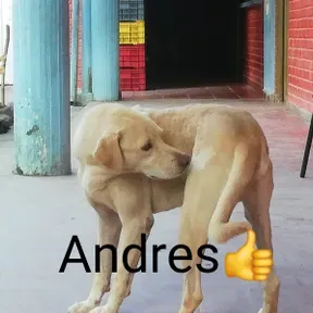 El_Chumbimba