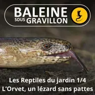 BEST OF D'ÉTÉ #05 Les Reptiles du jardin 1/4 : L'Orvet, un lézard sans pattes (Ludivine Delamare)