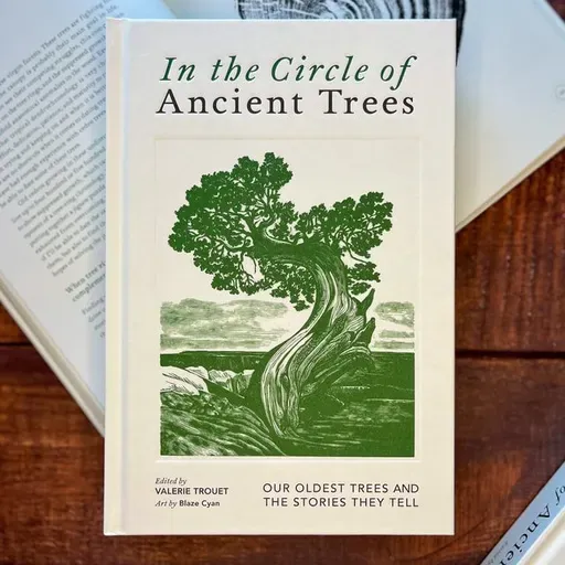 Ep. 547 - Ancient Tree Stories