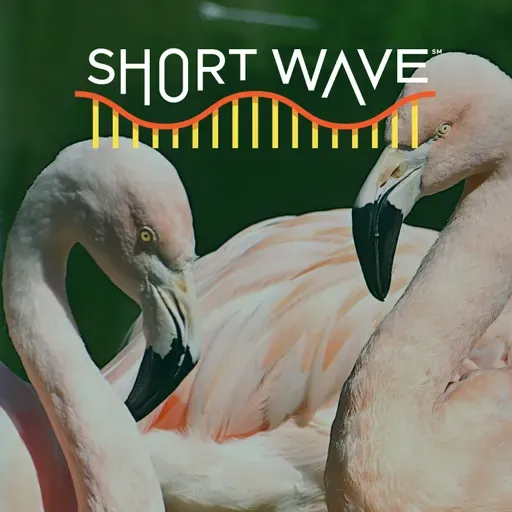 Flamingos: The Water-Bending Physics Masters