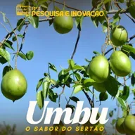 Umbu: o Sabor do Sertão | EP 3 - Pesquisa e Inovação