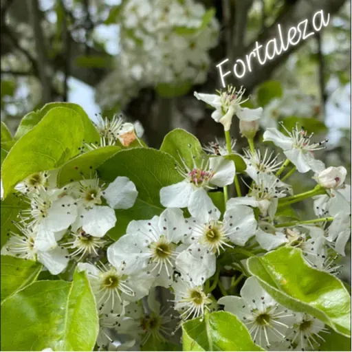 Fortaleza 