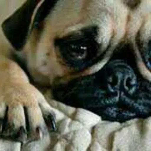 Sonido de perro llorando