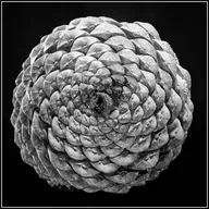 Vol. 87. 音乐中的算术:节奏游戏、黄金分割与数字迷信