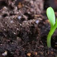 Organic Fertiliser for Healthy Soil & Sustainable Gardening | Soil Dynamics