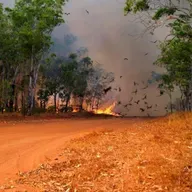 Black Kites and Wildfires