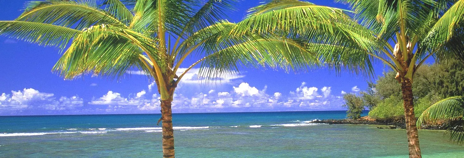 Tropical 100 Light Dance