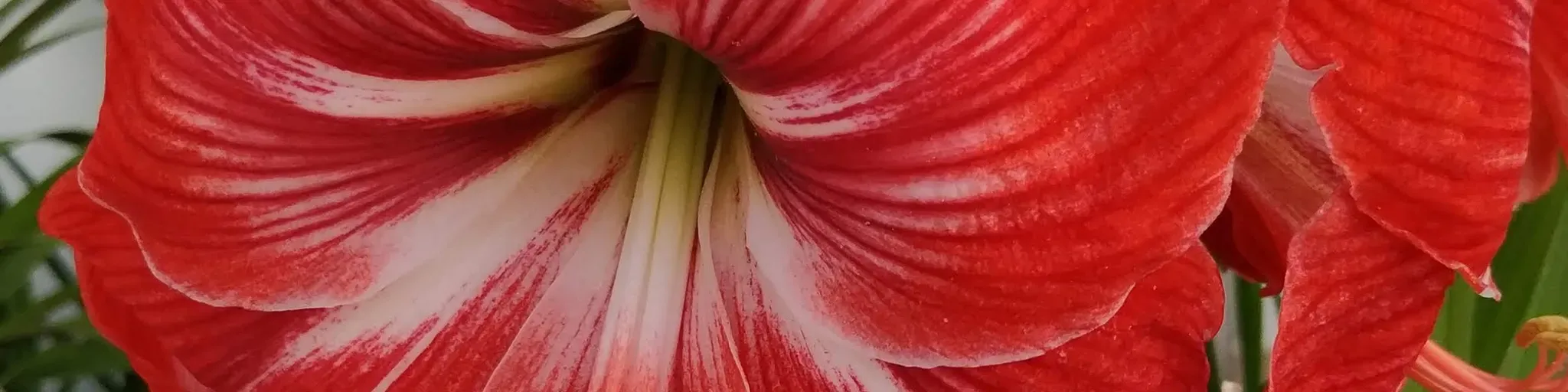zonaverde