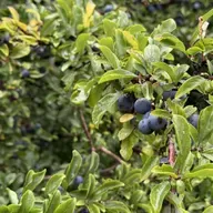 Foraging recipes