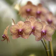 Growing Your Flower Garden This Spring