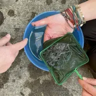 What are eels?