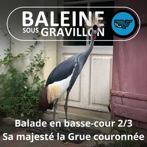 S07E80 Balade en basse-cour 2/3 : C'est qui la patronne ? La Grue couronnée ! (Rémi Dupouy)