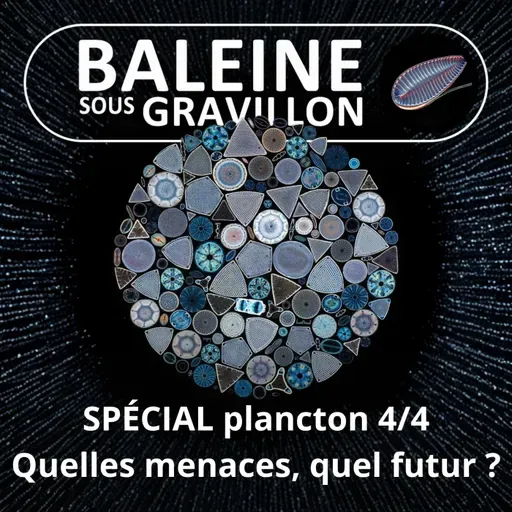 SPÉCIAL PLANCTON 4/4 : Quelles menaces, quel futur ? (Pierre Mollo)