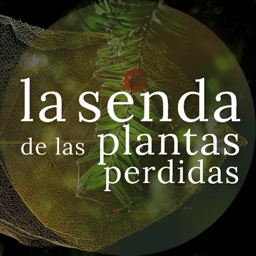 El verde sempiterno más oscuro: Taxus sp. {La Senda de las Plantas Perdidas 090}