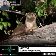 #vAPODN: lontra (Lontra longicaudis)